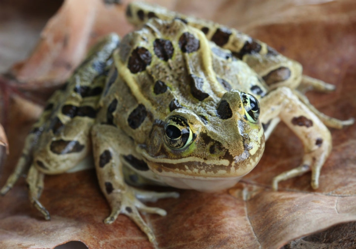 Leopard Frog